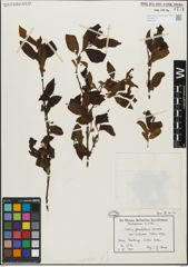 Foto von Salix glandulosa Seemen
